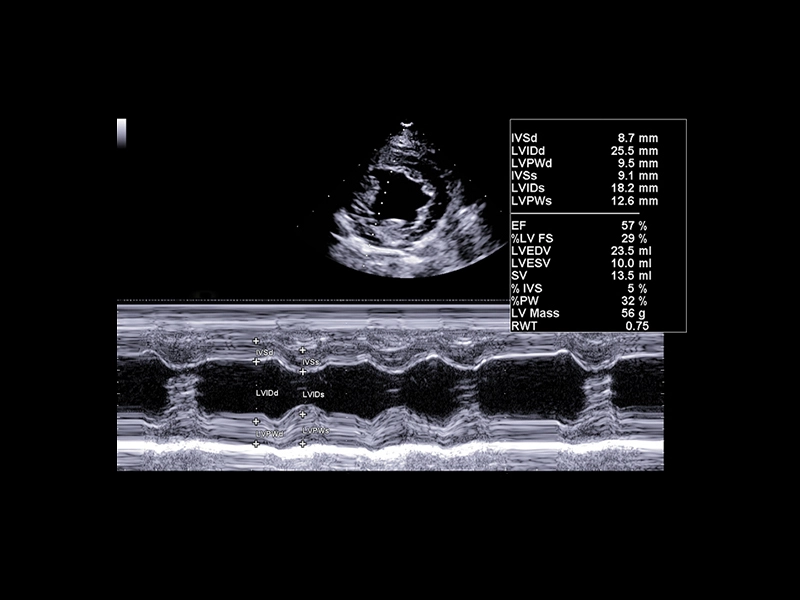csm_MyLab™Panther_-_Dog_-_left_ventricle_short_axis_-_M-mode