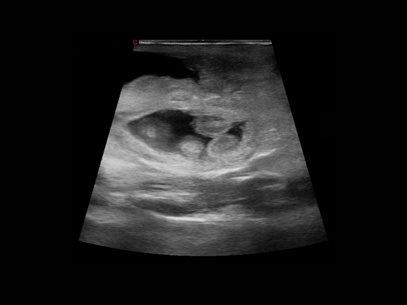 csm_Q7-VET-immagine-clinica-01