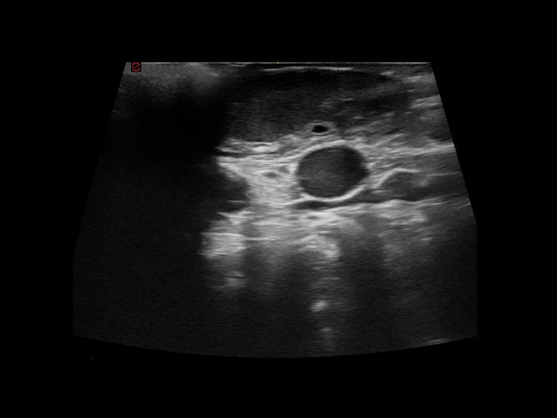 csm_Q7-VET-immagine-clinica-02