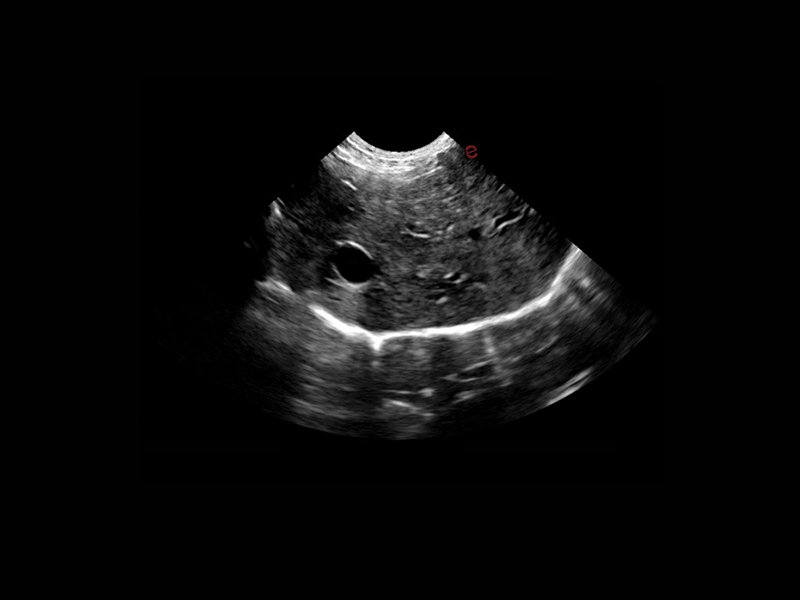 csm_Q7-VET-immagine-clinica-03
