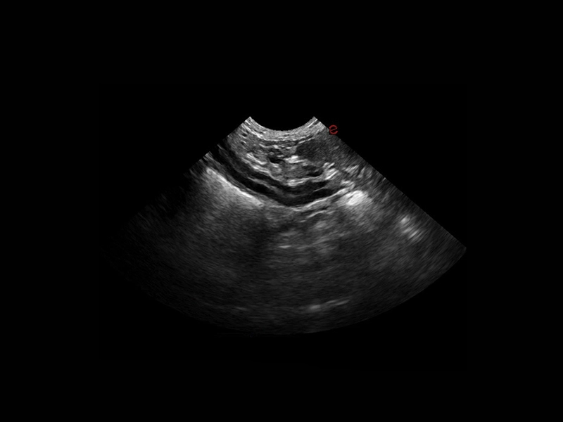 csm_Q7-VET-immagine-clinica-05