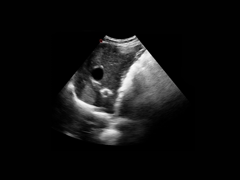 csm_Q7-VET-immagine-clinica-06