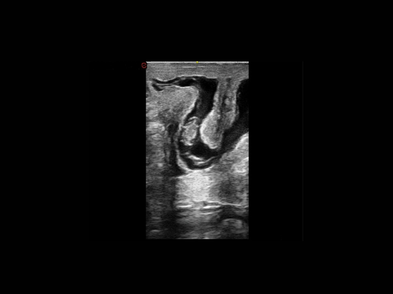 csm_Q7-VET-immagine-clinica-07